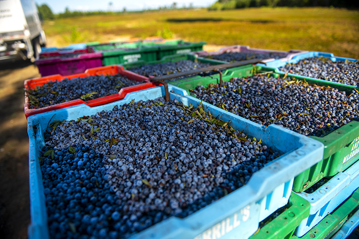 Pallets of blueberries